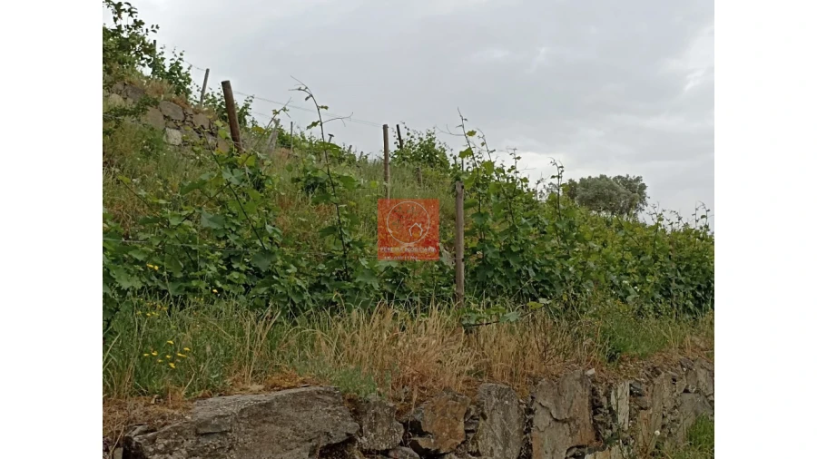 Quinta T1 para Venda em Lobrigos (São Miguel e São João Baptista) e Sanhoane Foto 10
