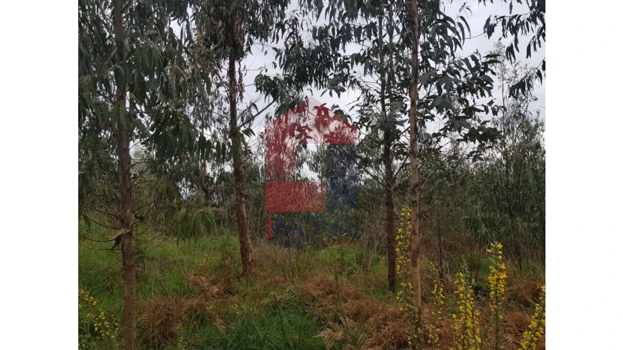 Terreno para Venda em Esqueiros, Nevogilde e Travassós Foto 6