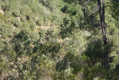 Terreno para Venda em Freixial e Juncal do Campo