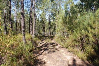 Terreno para Venda em Freixial e Juncal do Campo
