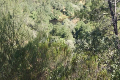 Terreno para Venda em Freixial e Juncal do Campo