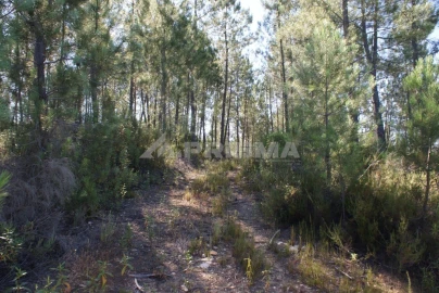 Terreno para Venda em Freixial e Juncal do Campo