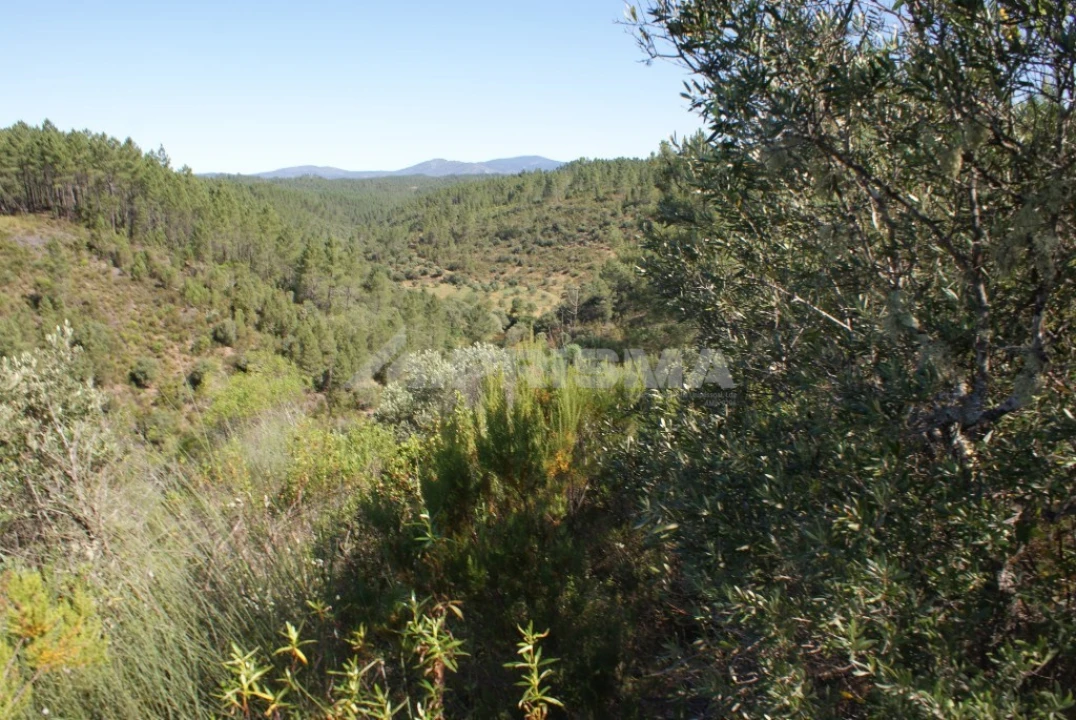 Terreno para Venda em Freixial e Juncal do Campo Foto 10