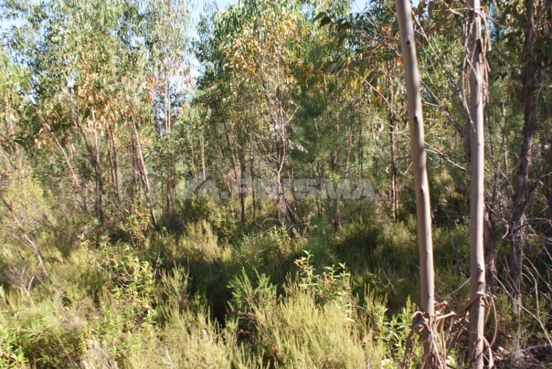 Terreno para Venda em Freixial e Juncal do Campo Foto 5