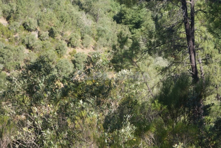 Terreno para Venda em Freixial e Juncal do Campo Foto 12