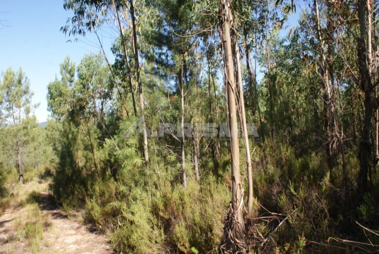 Terreno para Venda em Freixial e Juncal do Campo Foto 3
