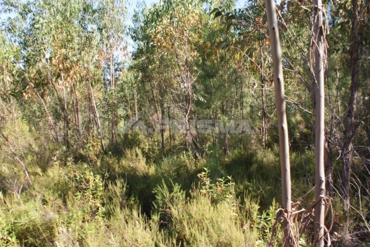 Terreno para Venda em Freixial e Juncal do Campo Foto 5