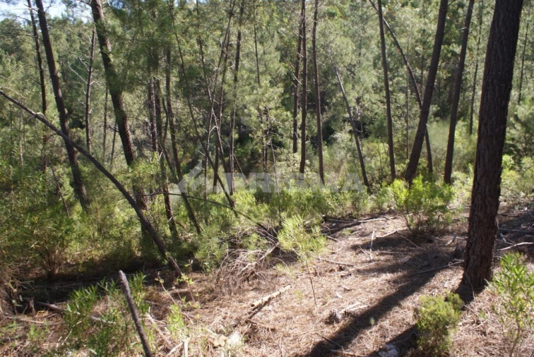 Terreno para Venda em Freixial e Juncal do Campo Foto 7