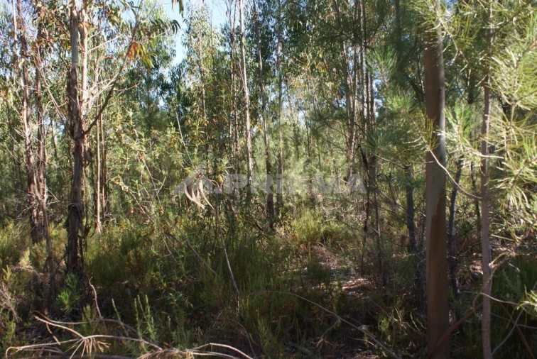 Terreno para Venda em Freixial e Juncal do Campo Foto 4