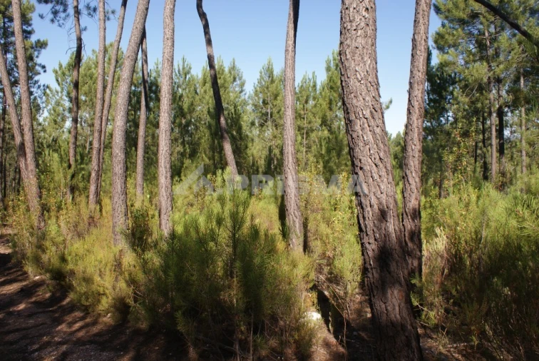 Terreno para Venda em Freixial e Juncal do Campo Foto 2