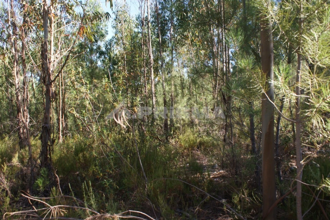 Terreno para Venda em Freixial e Juncal do Campo Foto 4