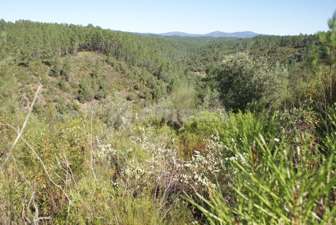 Terreno para Venda em Freixial e Juncal do Campo Foto 9