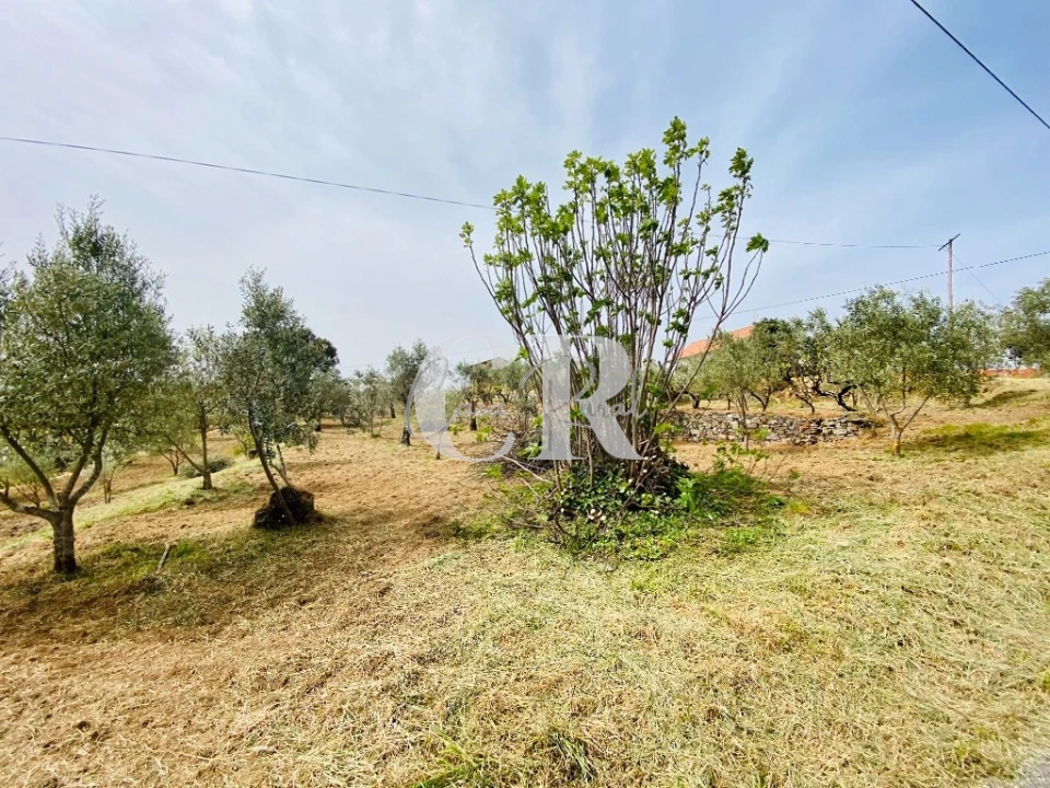Terreno para Venda em Graça Foto 11