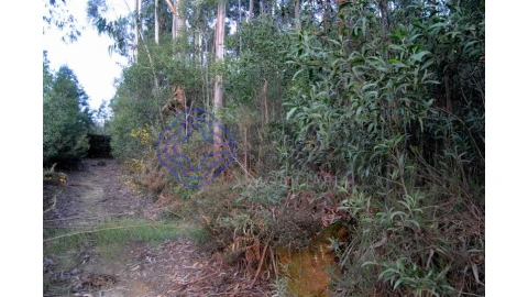 Terreno para Venda em Grijó e Sermonde