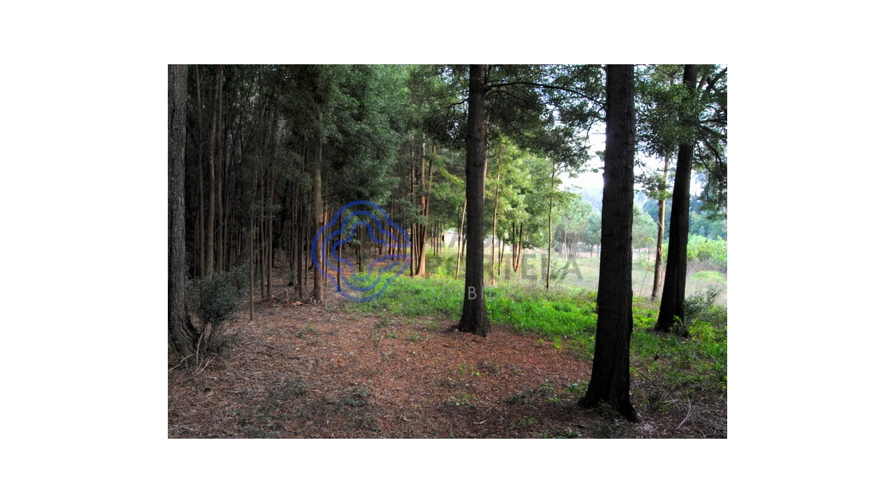Terreno para Venda em Grijó e Sermonde Foto 7
