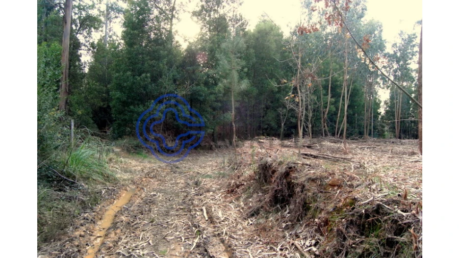 Terreno para Venda em Grijó e Sermonde Foto 16
