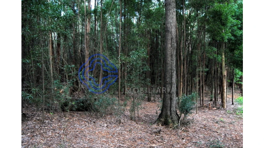 Terreno para Venda em Grijó e Sermonde Foto 6