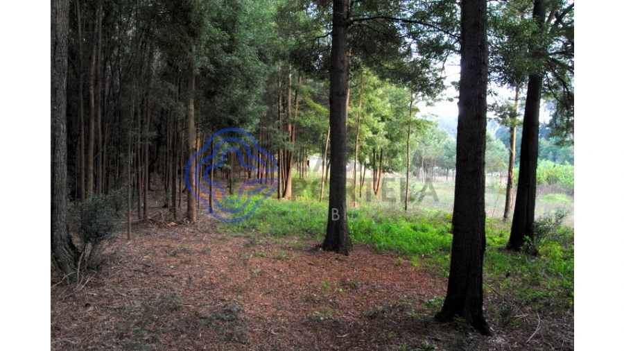 Terreno para Venda em Grijó e Sermonde Foto 7