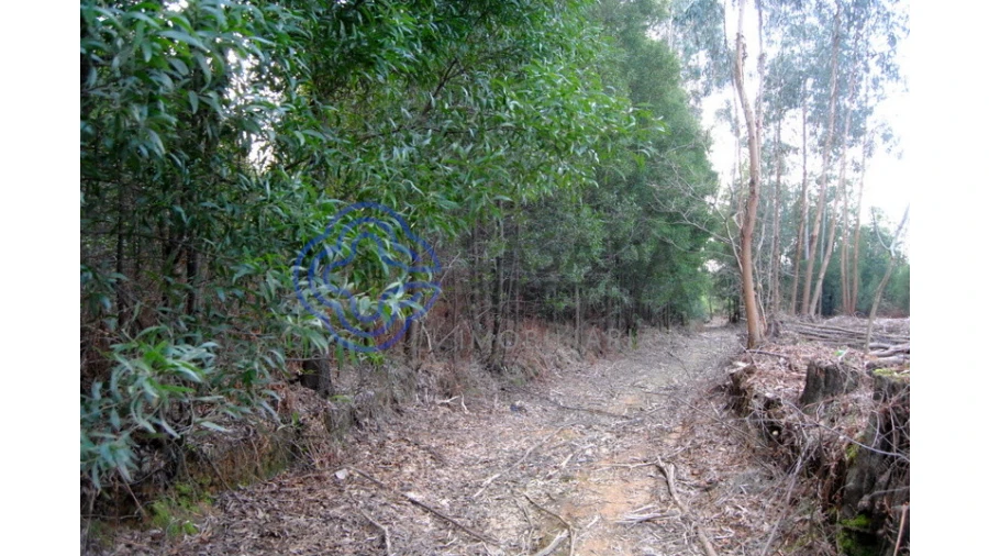 Terreno para Venda em Grijó e Sermonde Foto 17