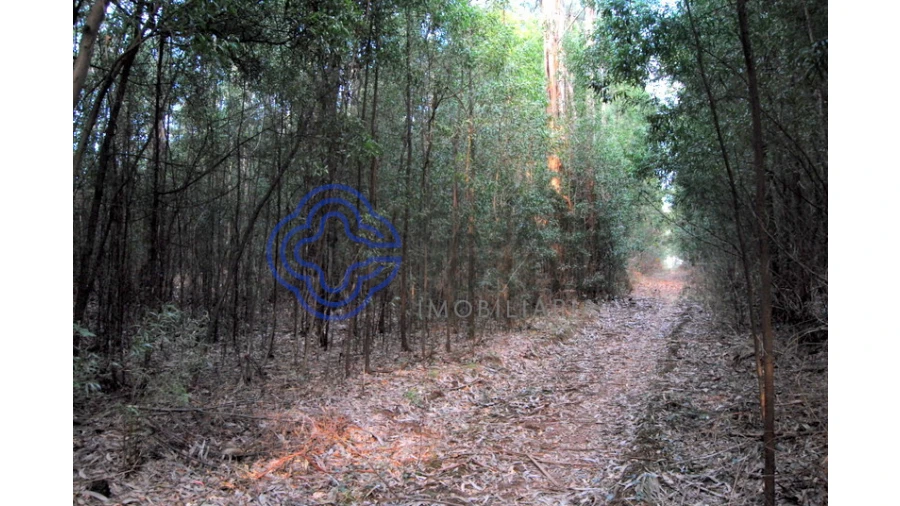 Terreno para Venda em Grijó e Sermonde Foto 4