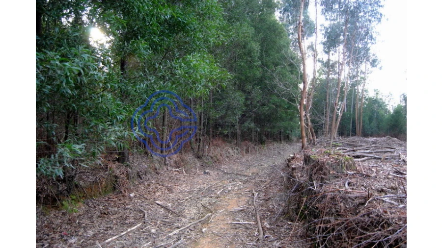 Terreno para Venda em Grijó e Sermonde Foto 15