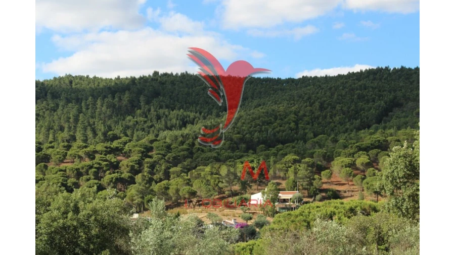 Terreno para Venda em Redondo Foto 19