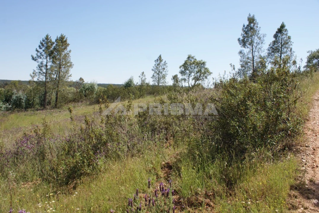 Terreno para Venda em Freixial e Juncal do Campo Foto 11