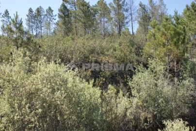 Terreno para Venda em Freixial e Juncal do Campo
