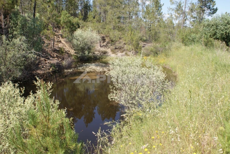 Terreno para Venda em Freixial e Juncal do Campo Foto 14