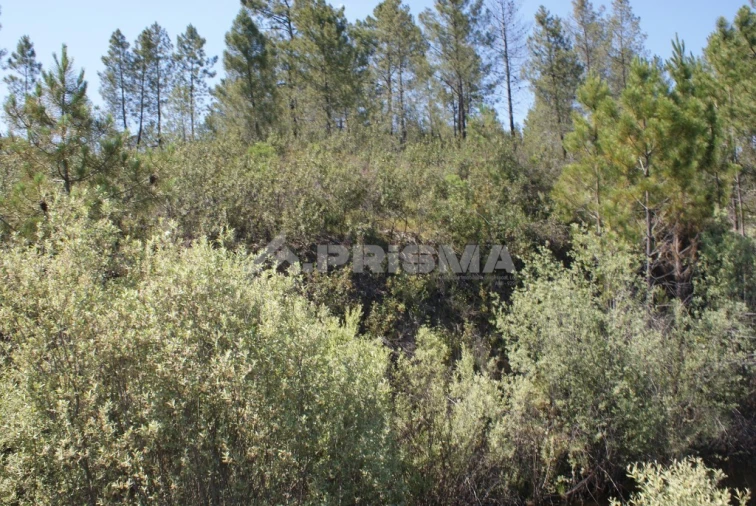 Terreno para Venda em Freixial e Juncal do Campo Foto 16