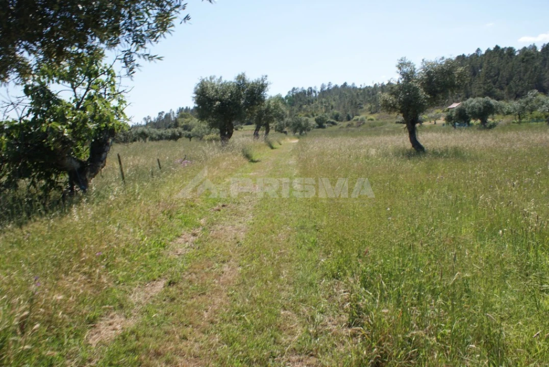 Terreno para Venda em Freixial e Juncal do Campo Foto 4