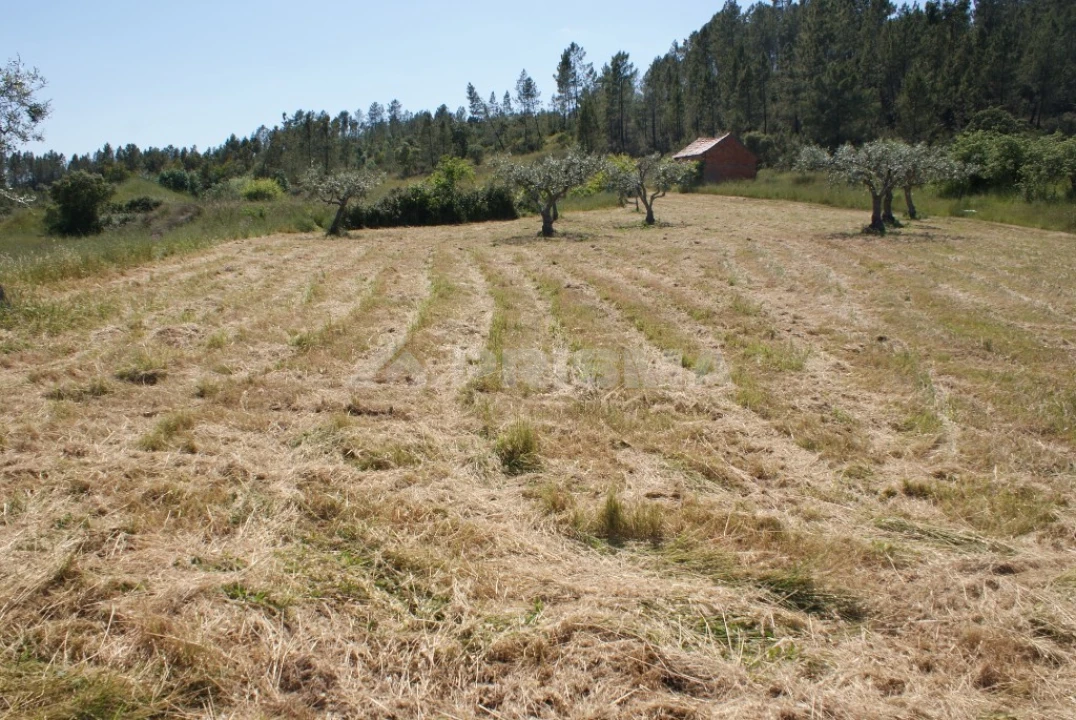 Terreno para Venda em Freixial e Juncal do Campo Foto 6