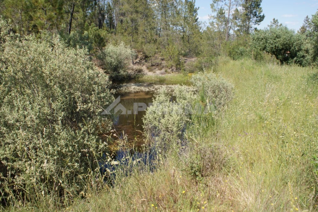 Terreno para Venda em Freixial e Juncal do Campo Foto 13