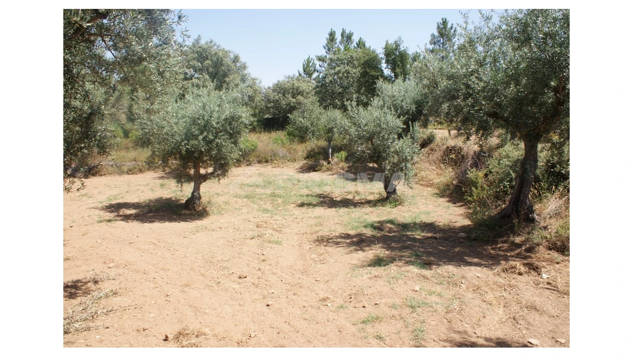 Terreno para Venda em Freixial e Juncal do Campo Foto 5