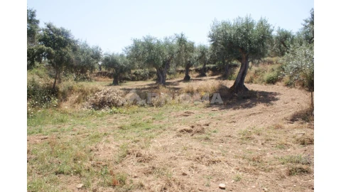 Terreno para Venda em Freixial e Juncal do Campo