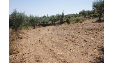 Terreno para Venda em Freixial e Juncal do Campo