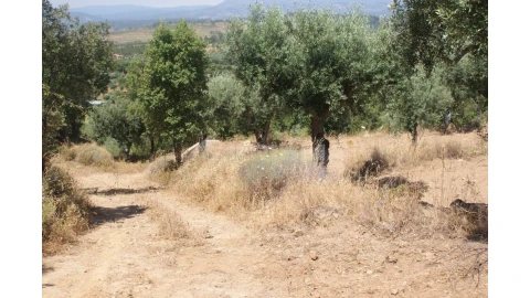 Terreno para Venda em Freixial e Juncal do Campo