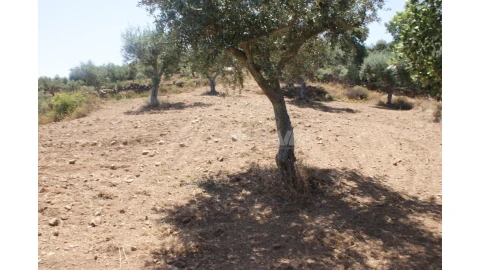 Terreno para Venda em Freixial e Juncal do Campo