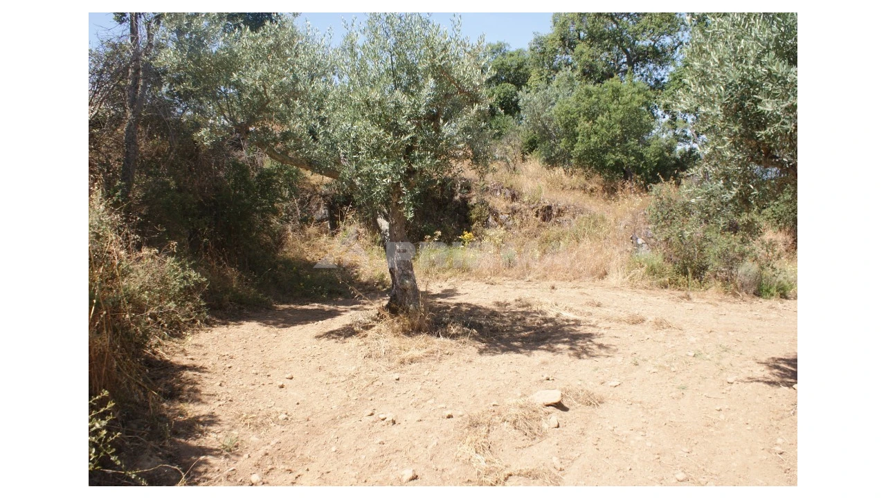 Terreno para Venda em Freixial e Juncal do Campo Foto 6