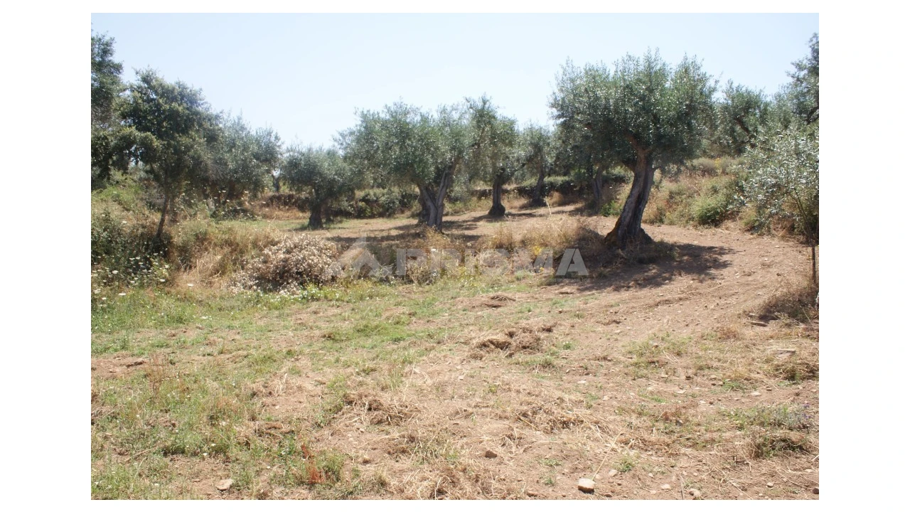 Terreno para Venda em Freixial e Juncal do Campo Foto 8