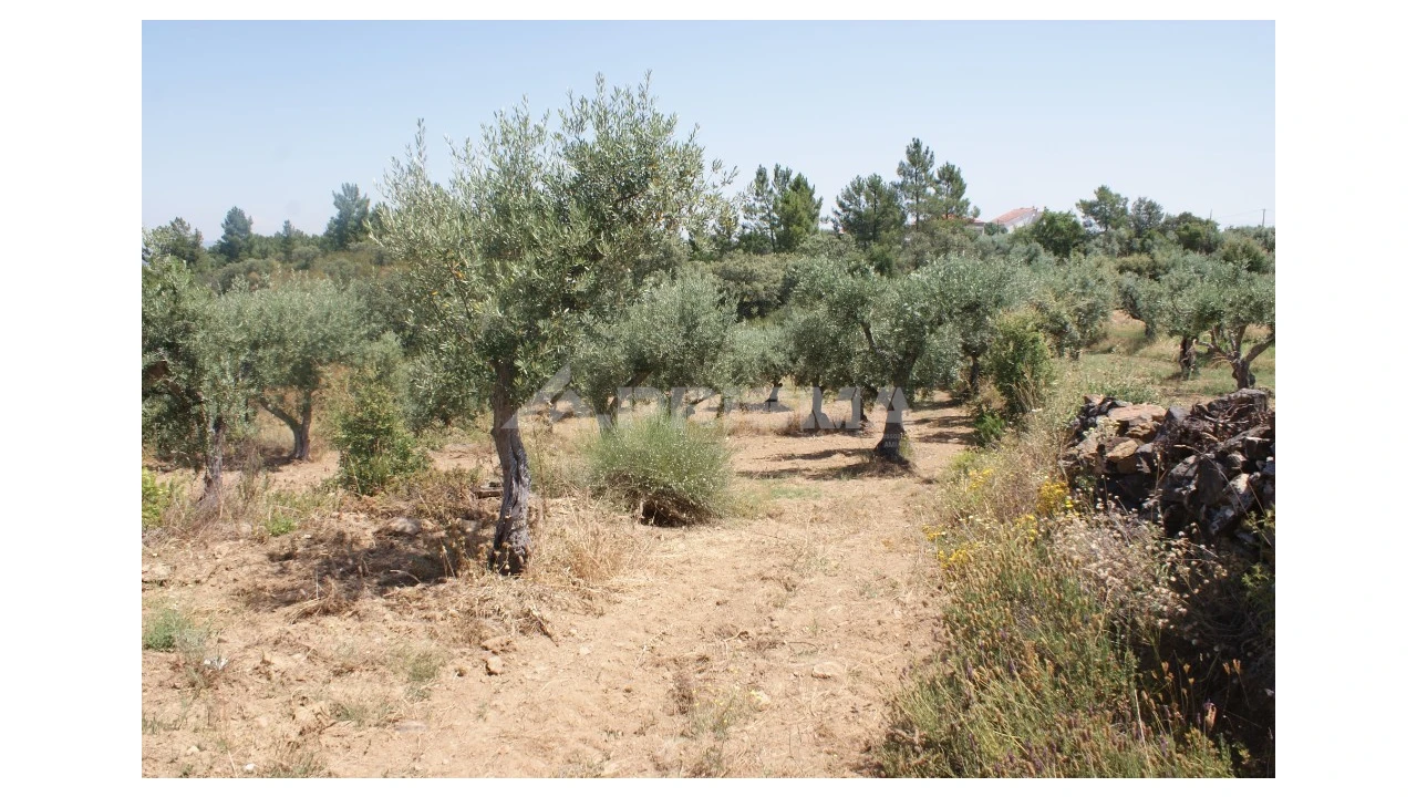Terreno para Venda em Freixial e Juncal do Campo Foto 3