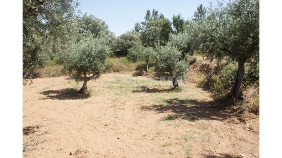 Terreno para Venda em Freixial e Juncal do Campo Foto 5