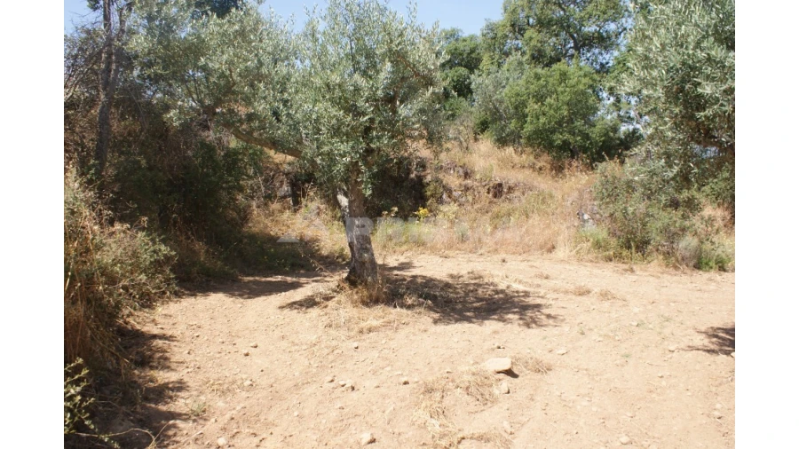 Terreno para Venda em Freixial e Juncal do Campo Foto 6