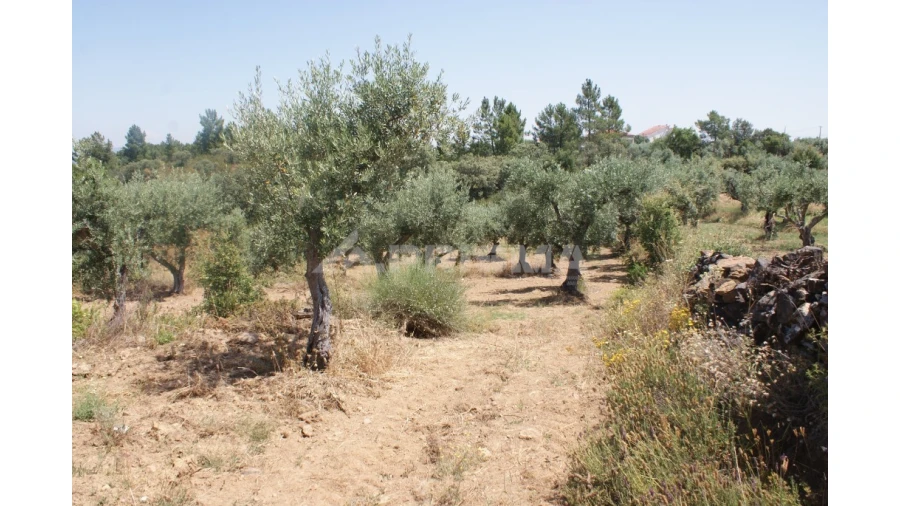 Terreno para Venda em Freixial e Juncal do Campo Foto 3