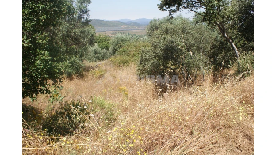 Terreno para Venda em Freixial e Juncal do Campo Foto 7