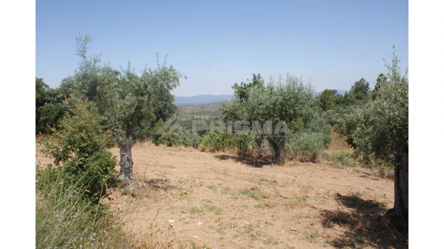Terreno para Venda em Freixial e Juncal do Campo Foto 4