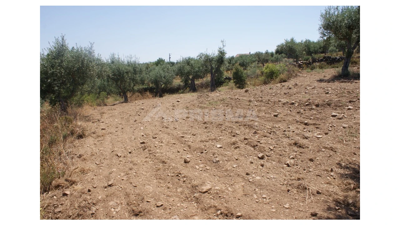 Terreno para Venda em Freixial e Juncal do Campo Foto 10