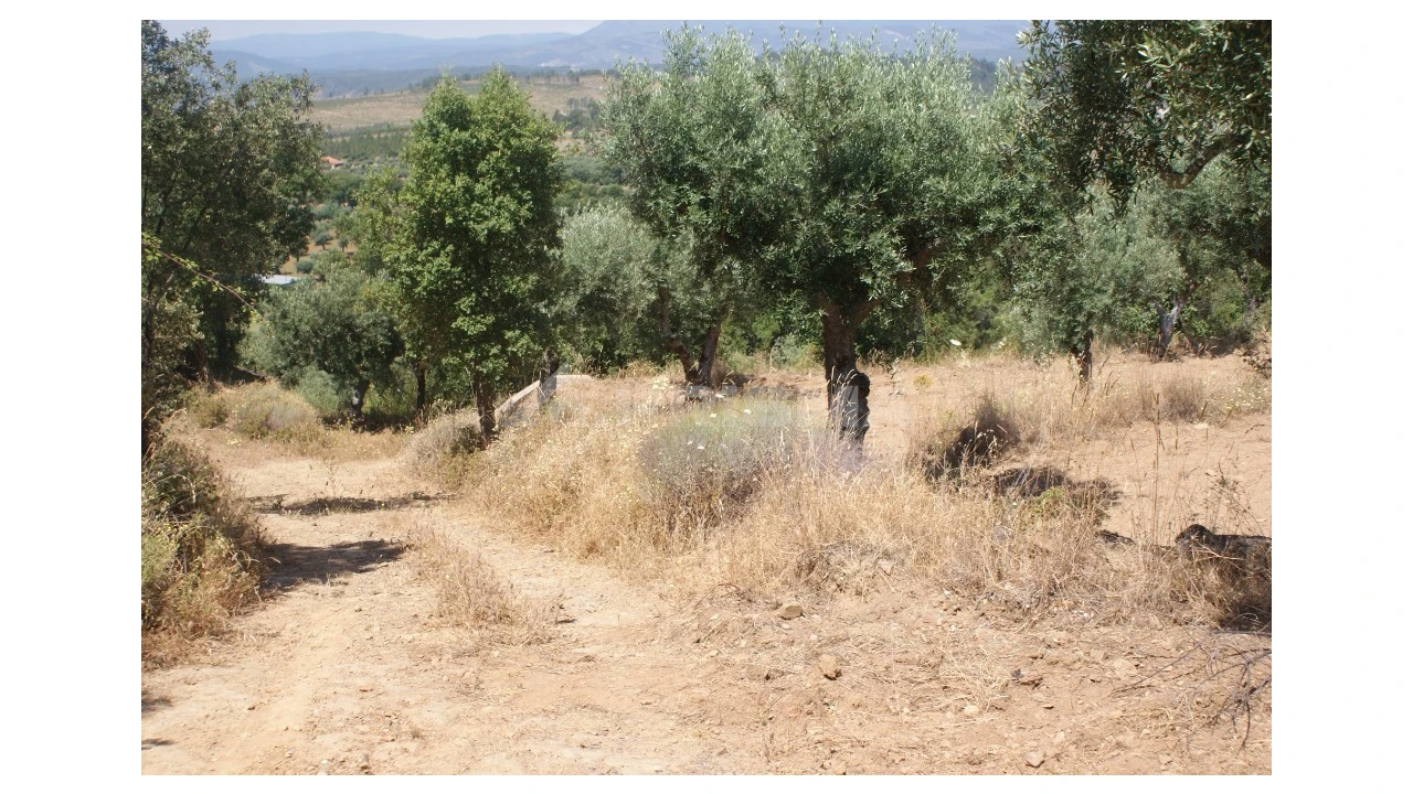 Terreno para Venda em Freixial e Juncal do Campo Foto 2