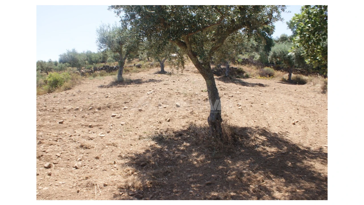 Terreno para Venda em Freixial e Juncal do Campo Foto 11