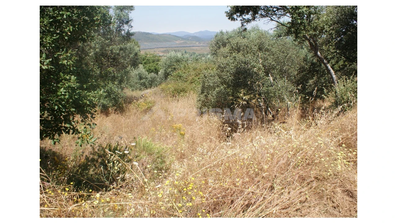 Terreno para Venda em Freixial e Juncal do Campo Foto 7